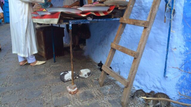 猫好きには天国です。 モロッコ シャウエン