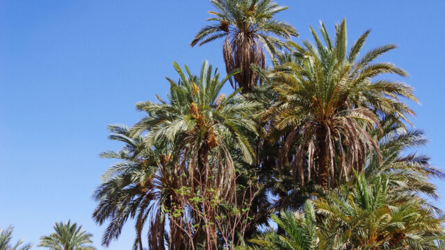 立派なツマルの木 立派なツマルの木