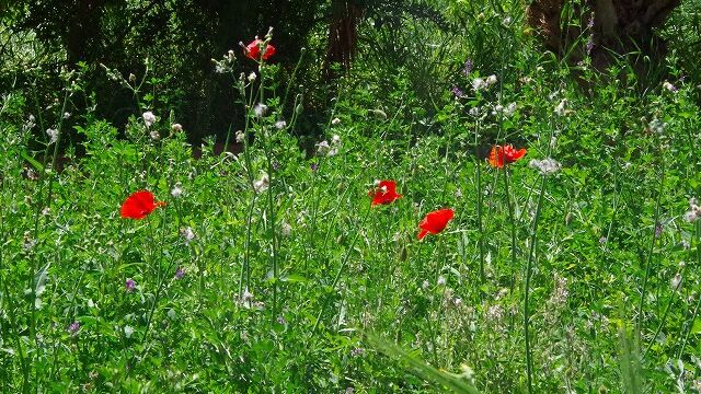 Hassi Labied Village Hassi Labied Village
