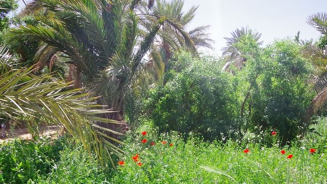 Hassi Labied Village
