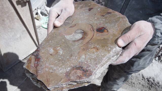 化石製品 化石製品