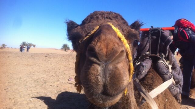 サハラ ラクダ サハラ ラクダ