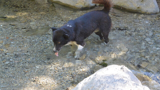 尻尾振りながらガイドのように付いてくる。めちゃ可愛い