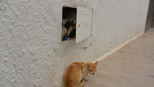 よく見ると水道メーターの入り口にもにゃんこが・・・