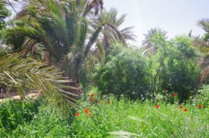 Hassi Labied Village